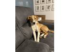 Adopt Lenny a Brown/Chocolate Collie / Mixed dog in Newport, KY (40697412)