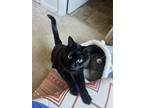 Adopt Lola - Declawed a All Black Domestic Shorthair (short coat) cat in