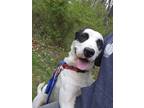 Adopt Domino a White English Setter / Mixed Breed (Medium) / Mixed (short coat)