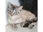 Adopt Baryte a Tan or Fawn Bengal cat in Knoxville, TN (41285439)