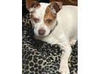 Adopt Sushi (PA) a White - with Brown or Chocolate Jack Russell Terrier / Mixed