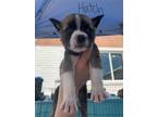 Adopt Hatch a Gray/Silver/Salt & Pepper - with White Australian Shepherd /