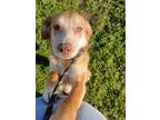 Adopt Maren a White Hound (Unknown Type) / Mixed Breed (Medium) / Mixed (short