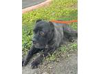 Adopt SASHA a Black Cane Corso / Mixed Breed (Medium) / Mixed (short coat) dog