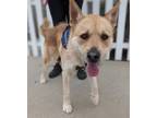 Adopt COOPER a Tan/Yellow/Fawn Irish Terrier / Mixed Breed (Medium) / Mixed