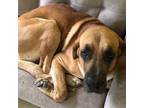 Adopt 2404-1133 Simba (Off Site Foster) a Great Dane / Mixed dog in Virginia