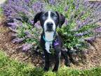 Adopt Acciari a Black - with White Border Collie / Mixed dog in St Louis