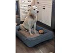 Adopt Equinox a White Husky / Mixed dog in London, ON (41294142)