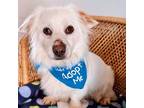 Adopt Patrick a White Welsh Terrier / Mixed Breed (Medium) / Mixed (short coat)