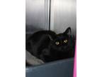 Adopt Soot a All Black Domestic Shorthair / Mixed Breed (Medium) / Mixed (short