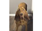 Adopt Benson a Red/Golden/Orange/Chestnut Bloodhound / Mixed dog in New