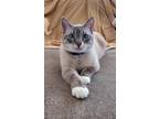 Adopt Sterling a Cream or Ivory (Mostly) Siamese (short coat) cat in Rocklin