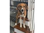 Adopt Maizey a Red/Golden/Orange/Chestnut - with White Treeing Walker Coonhound