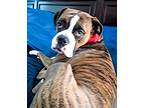 Adopt Gus a Brown/Chocolate - with White Boxer / Mixed dog in Westminster