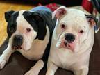 Adopt Harper (White) Nora (Black) a Black - with White Boxer / Mixed dog in