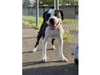 Adopt Diamond a Black - with White American Staffordshire Terrier / American Pit