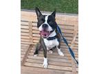 Adopt Wilson a Brindle - with White Boston Terrier / Mixed dog in BOCA RATON
