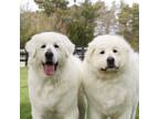 Adopt Rosie a White Great Pyrenees / Mixed dog in King City, ON (41293270)
