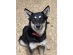 Adopt Zelda a Tan/Yellow/Fawn German Shepherd Dog / Siberian Husky dog in Asher