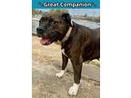 Adopt Bambi a Brindle American Staffordshire Terrier / Mixed Breed (Medium) /