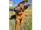 Adopt Lena a German Shepherd Dog / Mixed dog in St. James, MN (41207383)