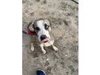 Adopt Chance a Brown/Chocolate - with White Husky / American Staffordshire