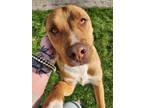 Adopt Piggy a Shepherd (Unknown Type) / American Pit Bull Terrier / Mixed dog in