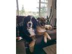 Adopt Seamus & Coco a Tricolor (Tan/Brown & Black & White) Bernese Mountain Dog