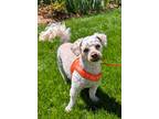 Adopt Buddy a White - with Tan, Yellow or Fawn Poodle (Miniature) / Lhasa Apso /