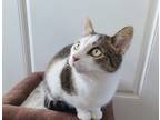 Adopt Johnny a Brown Tabby Domestic Shorthair (short coat) cat in ONSTED