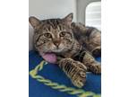 Adopt Bert a Brown Tabby Domestic Shorthair / Mixed Breed (Medium) / Mixed
