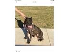 Adopt Arlington a Black - with White American Pit Bull Terrier / Mixed dog in