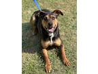 Adopt Mia (HW+) a Black Mixed Breed (Small) / Mixed Breed (Medium) / Mixed