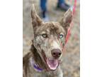 Adopt Striker a Brindle Dutch Shepherd / Mixed Breed (Medium) / Mixed (short