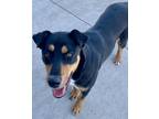Adopt Blondie a Black Mixed Breed (Small) / Mixed Breed (Medium) / Mixed (short