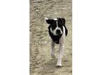 Adopt Aster a Brindle Pit Bull Terrier / Mixed dog in Midway, UT (40880092)