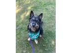 Adopt Jack a Black - with Gray or Silver Cairn Terrier / Terrier (Unknown Type