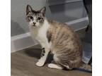 Adopt Princess #seeks-attention a Cream or Ivory (Mostly) Snowshoe / Mixed