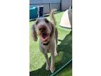 Adopt Latte a Tan/Yellow/Fawn Poodle (Standard) / Labrador Retriever / Mixed dog