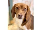 Adopt Penny a Brown/Chocolate Beagle / Mixed Breed (Medium) / Mixed (short coat)