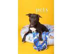 Adopt D pup- Jamie a Terrier (Unknown Type, Medium) / Mixed dog in Warrenton