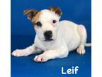 Adopt Leif a White Australian Cattle Dog / Mixed Breed (Medium) / Mixed (short