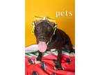 Adopt D pup- Angie a Terrier (Unknown Type, Medium) / Mixed dog in Warrenton