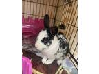 Adopt Oreo a Rex / Mixed rabbit in Kingston, NY (41292220)