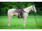 Unique Cremello Quarter Horse Gelding, Ranch Ridden, Neck Reins