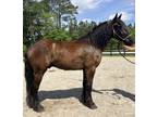 Percheron Belgian cross