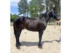 Percheron cross gelding
