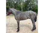 Blue roan draft cross