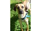 Adopt Tom Hiddleston a Brown/Chocolate Mastiff / Mixed Breed (Medium) / Mixed