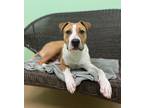 Adopt Loon a Tan/Yellow/Fawn Mixed Breed (Small) / Mixed Breed (Medium) / Mixed